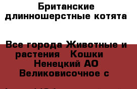 Британские длинношерстные котята - Все города Животные и растения » Кошки   . Ненецкий АО,Великовисочное с.